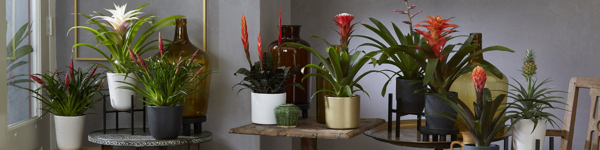 Bromeliad