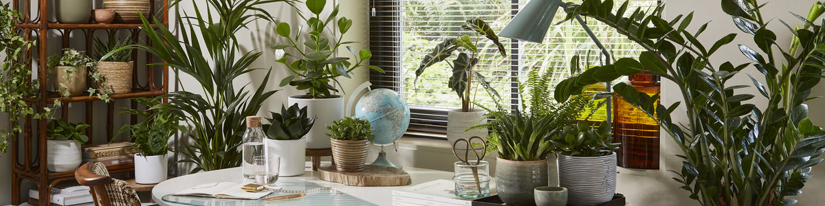 Office plants