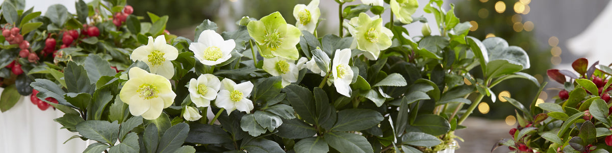 Hellebores