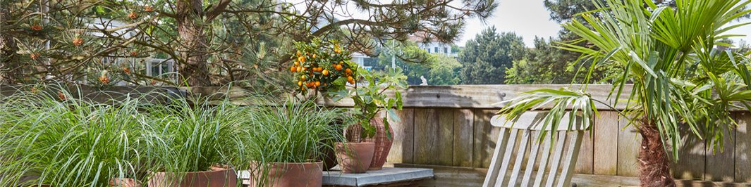 Mediterranean plants
