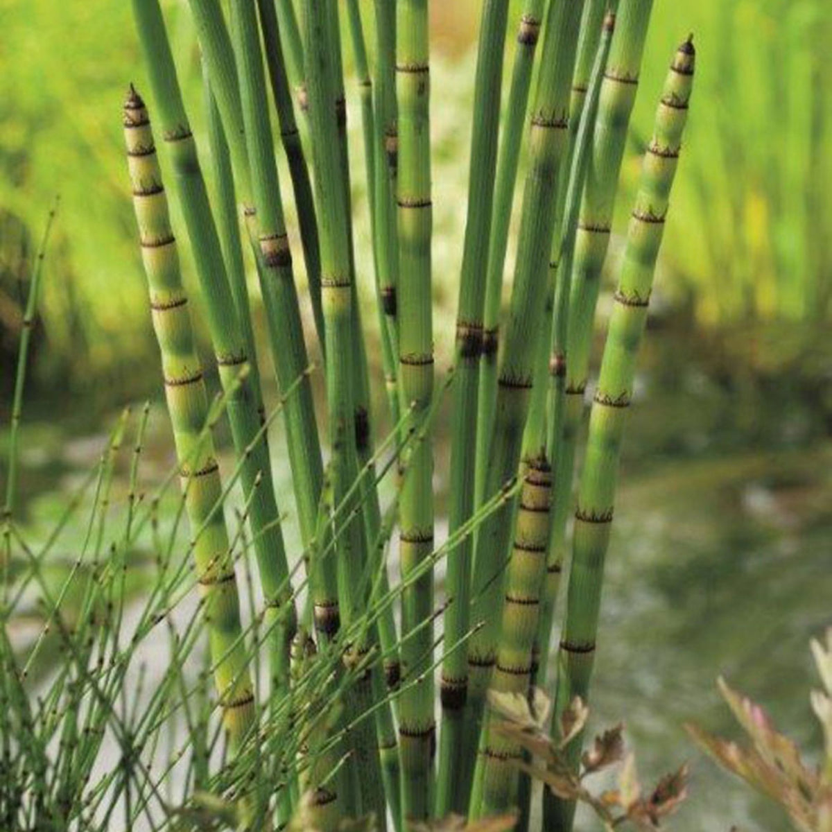 Aquatic plants