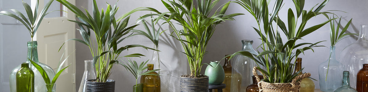 Kentia palm - Howea