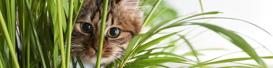 Pet-friendly indoor plants