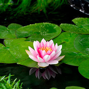 Pond types