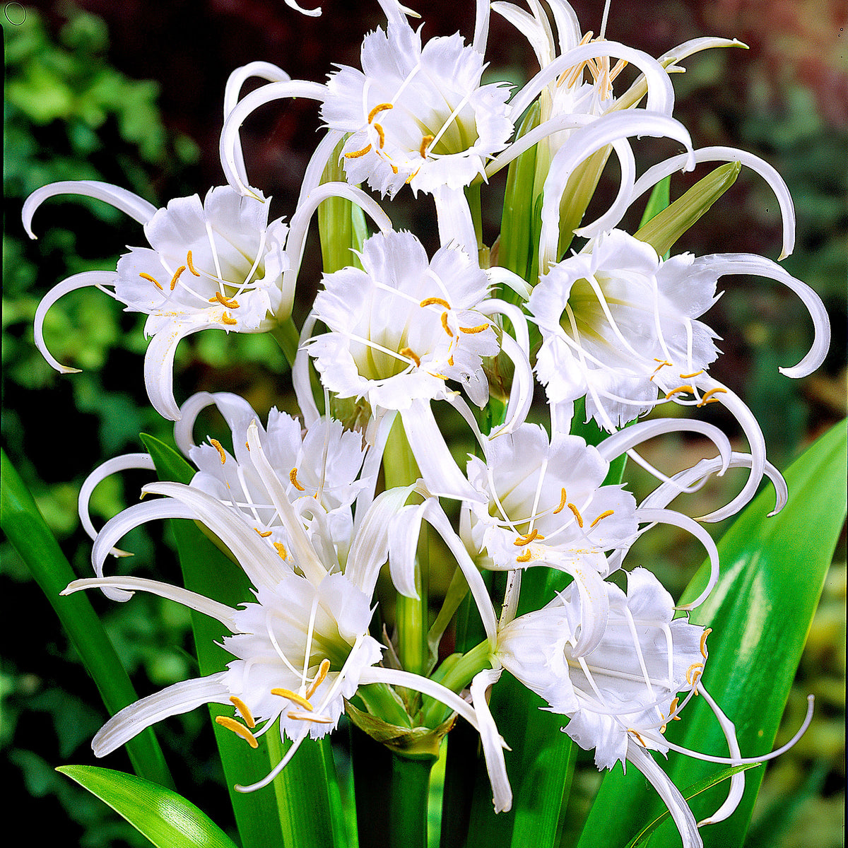 Ismene 'Zwanenburg' white