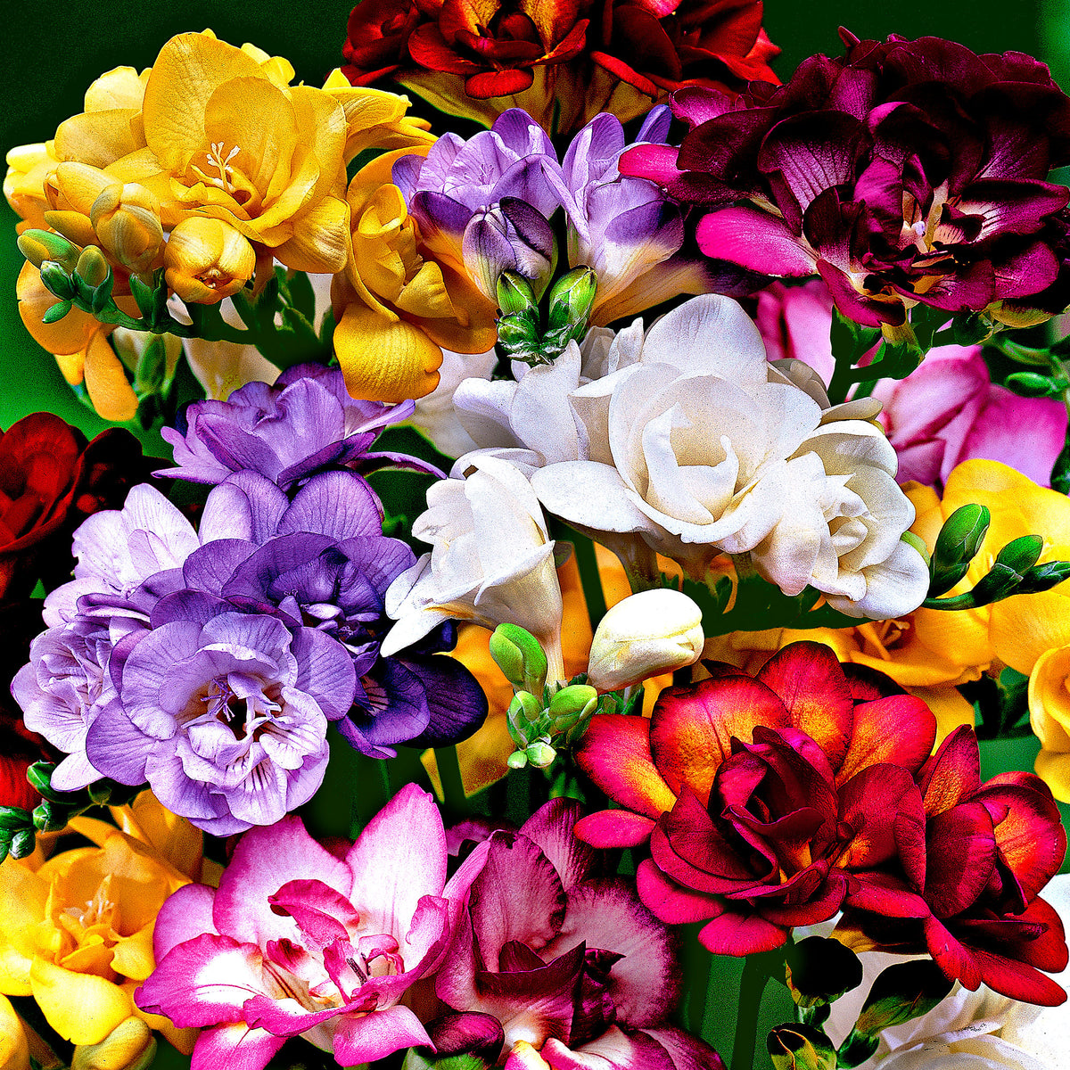 25x Double-flowered freesia Freesia - Mix
