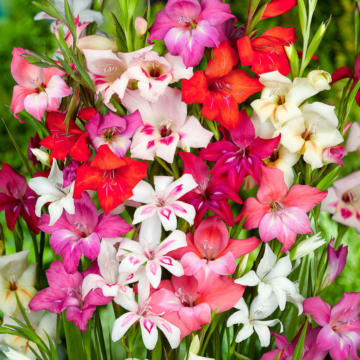 Dwarf gladioli Gladiolus - Mix 'Nanus'