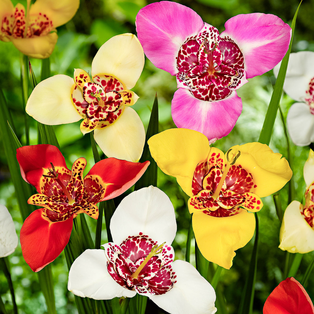 Tiger flower Tigridia pavonia red-pink-yellow