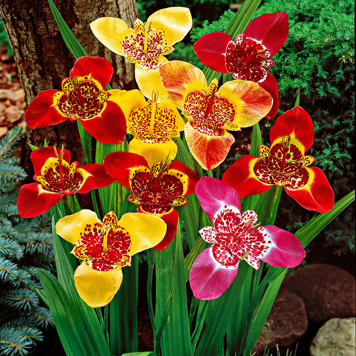 Tiger flower Tigridia pavonia red-pink-yellow