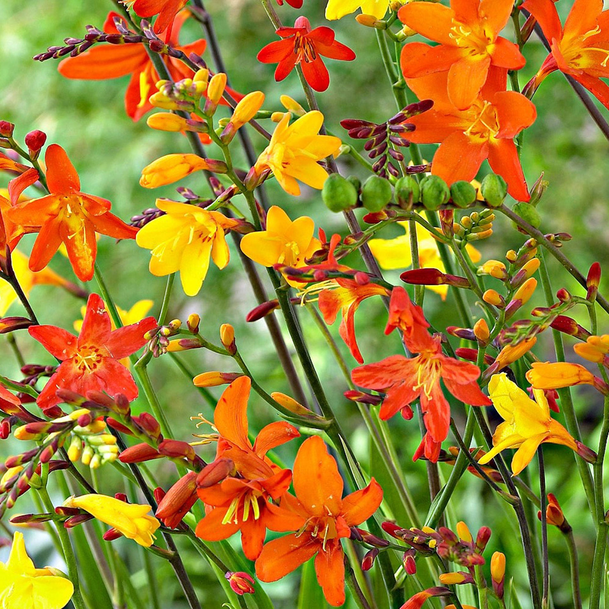Buy 50x Crocosmia - Mix red-orange-yellow | Bakker.com