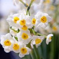 5x Narcissus 'Avalanche' white-yellow
