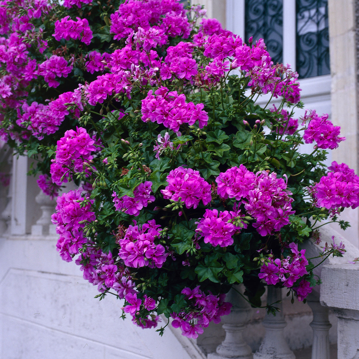 3x Geraniums Pelargonium 'Dark Lilac' purple-pink