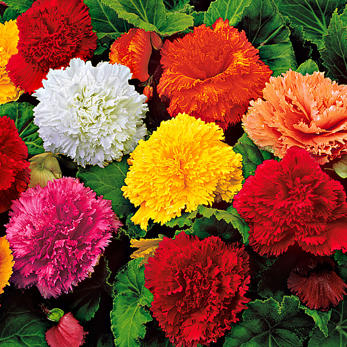 10x Fringed begonia - Mix 'Garden Party'
