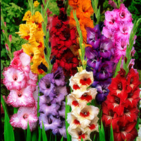 25x Large-flowered gladiolus - Mix