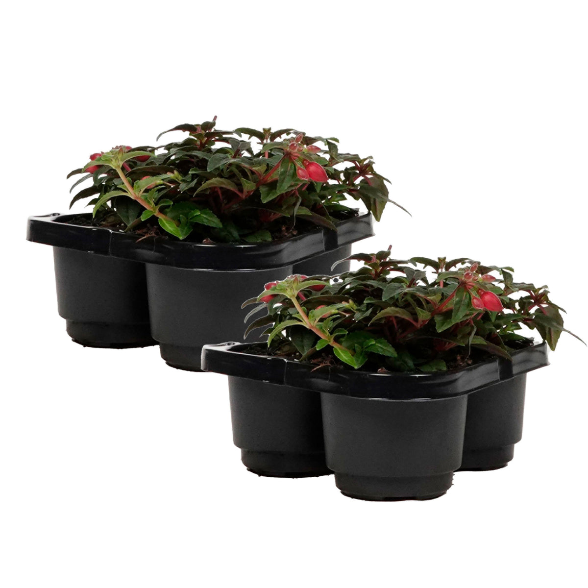 3x Fuchsia 'Lady Thumb' pink-white - Hardy plant