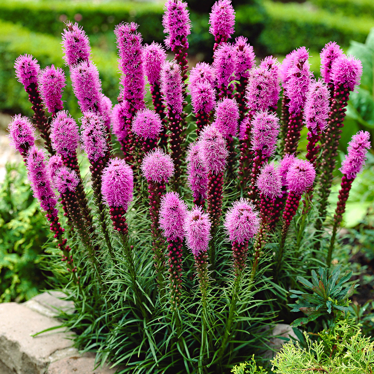 50x Dense blazing star Liatris spicata purple