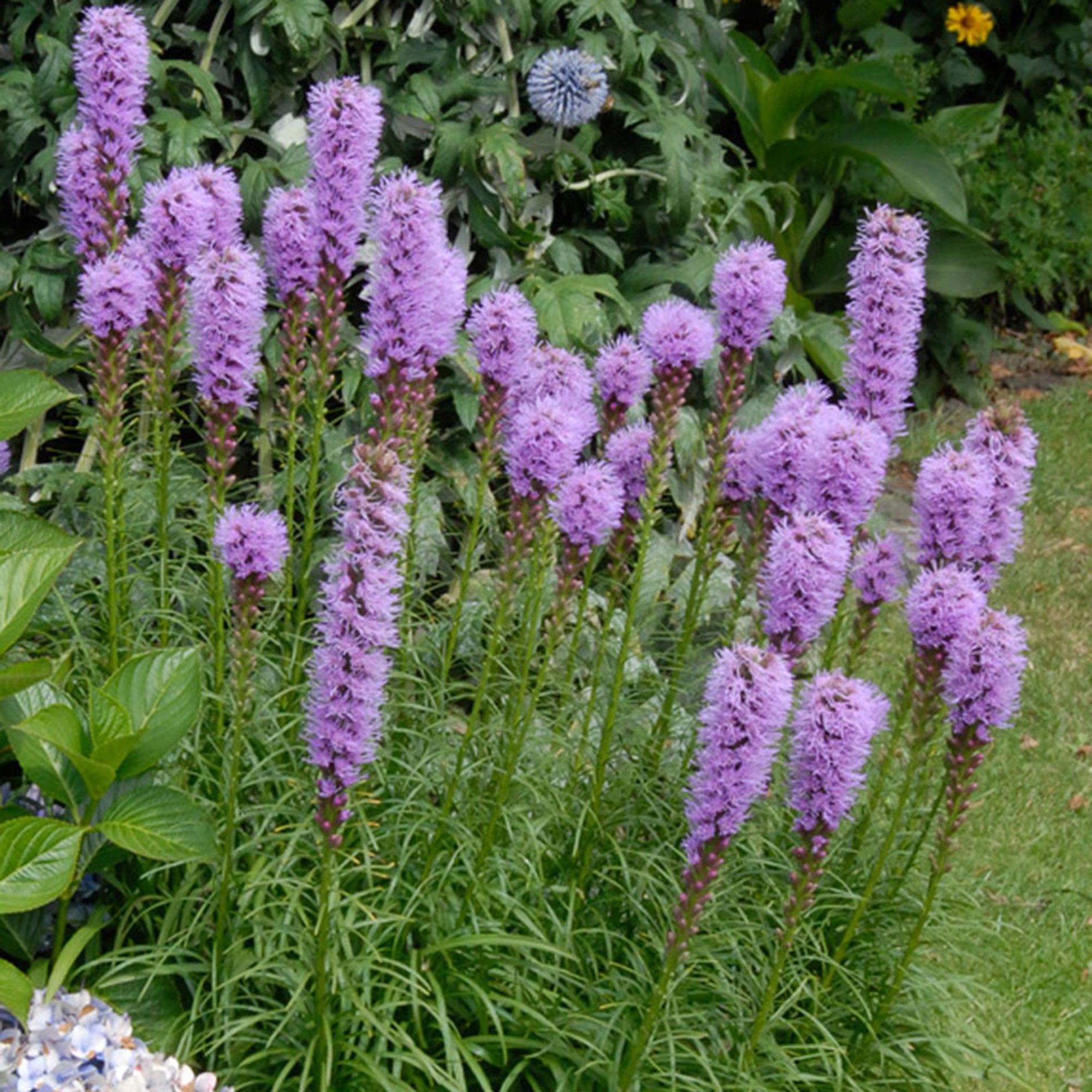 Buy 50x Dense blazing star Liatris spicata purple | Bakker.com