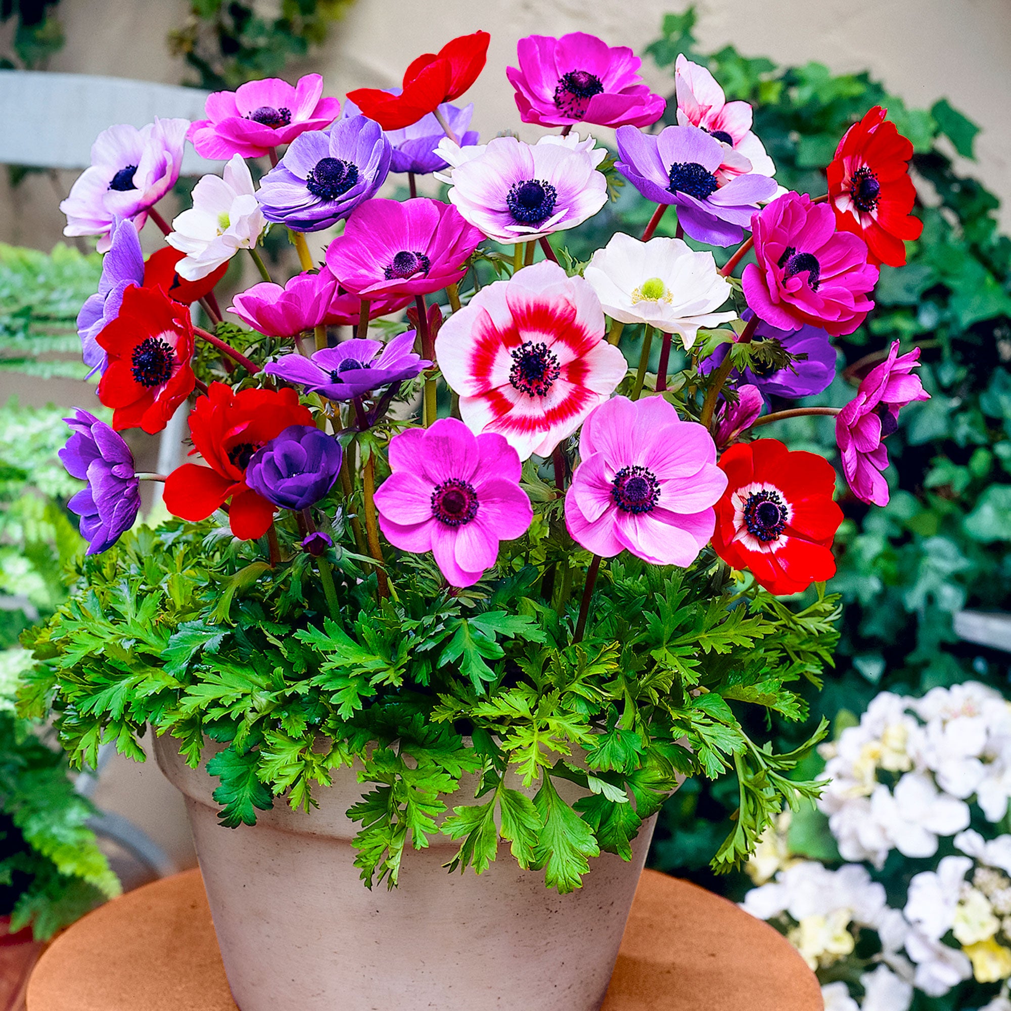 anemone potted plant 30x Anemone Anemone
