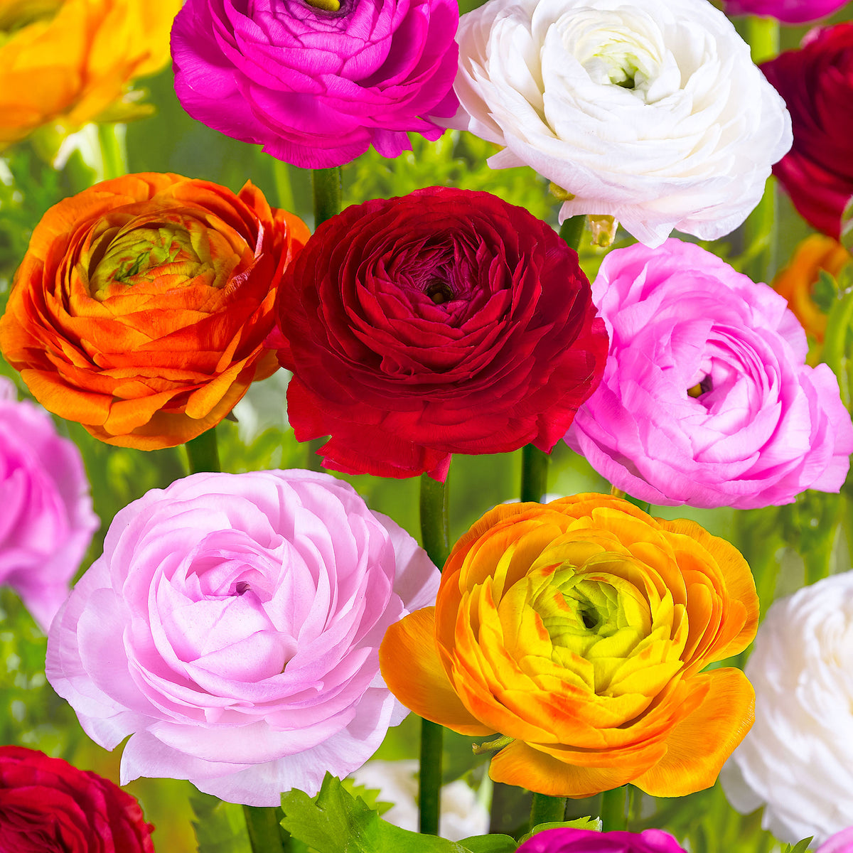 Double-flowered Buttercup Ranunculus asiaticus - Mix 'Summer Party'