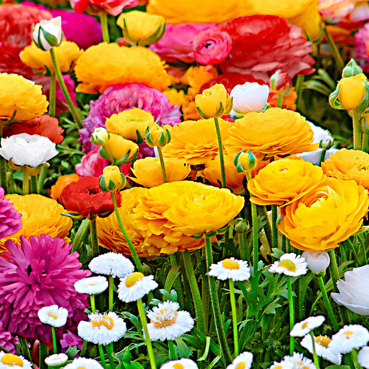 Double-flowered Buttercup Ranunculus asiaticus - Mix 'Summer Party'