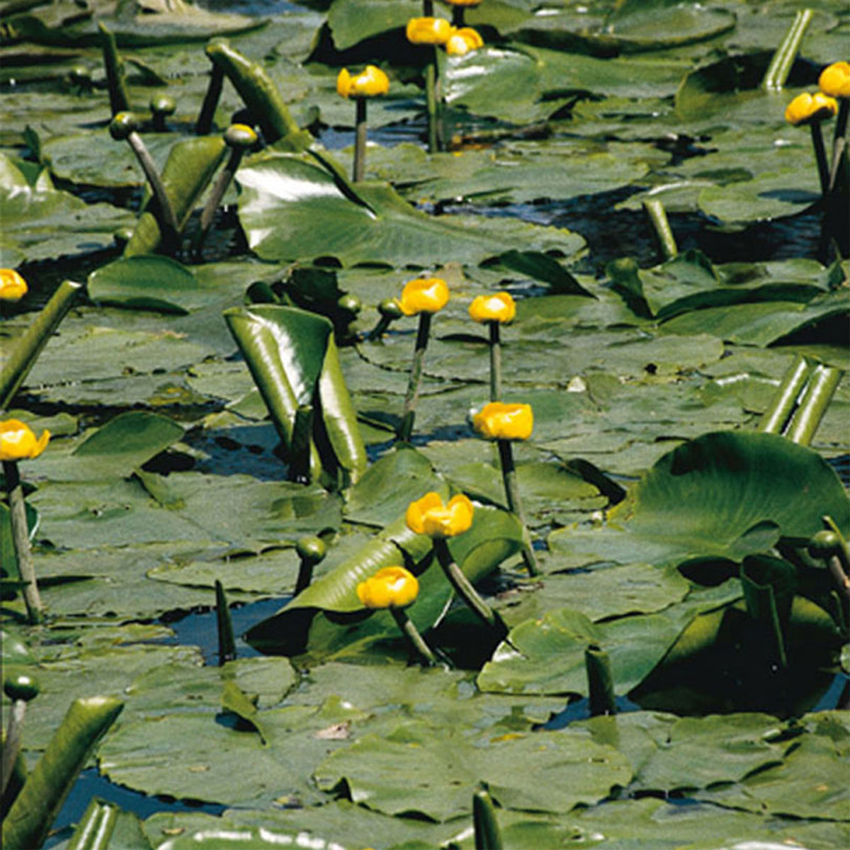Yellow water-lily yellow