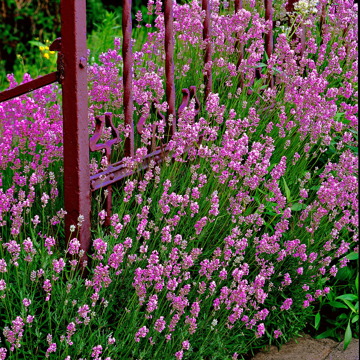 6x Houseleek Lavandula 'Loddon Pink' pink - Hardy plant