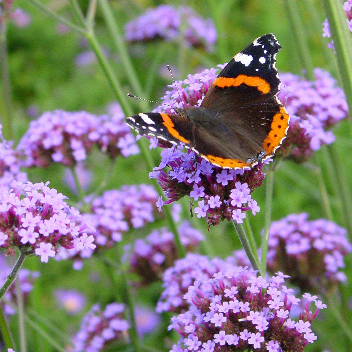Verbena Verbena bonariensis - Organic purple - Hardy plant