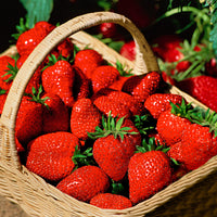 Strawberry Fragaria x ananassa 'Ostara' Red