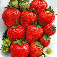 Strawberry Fragaria x ananassa 'Ostara' Red