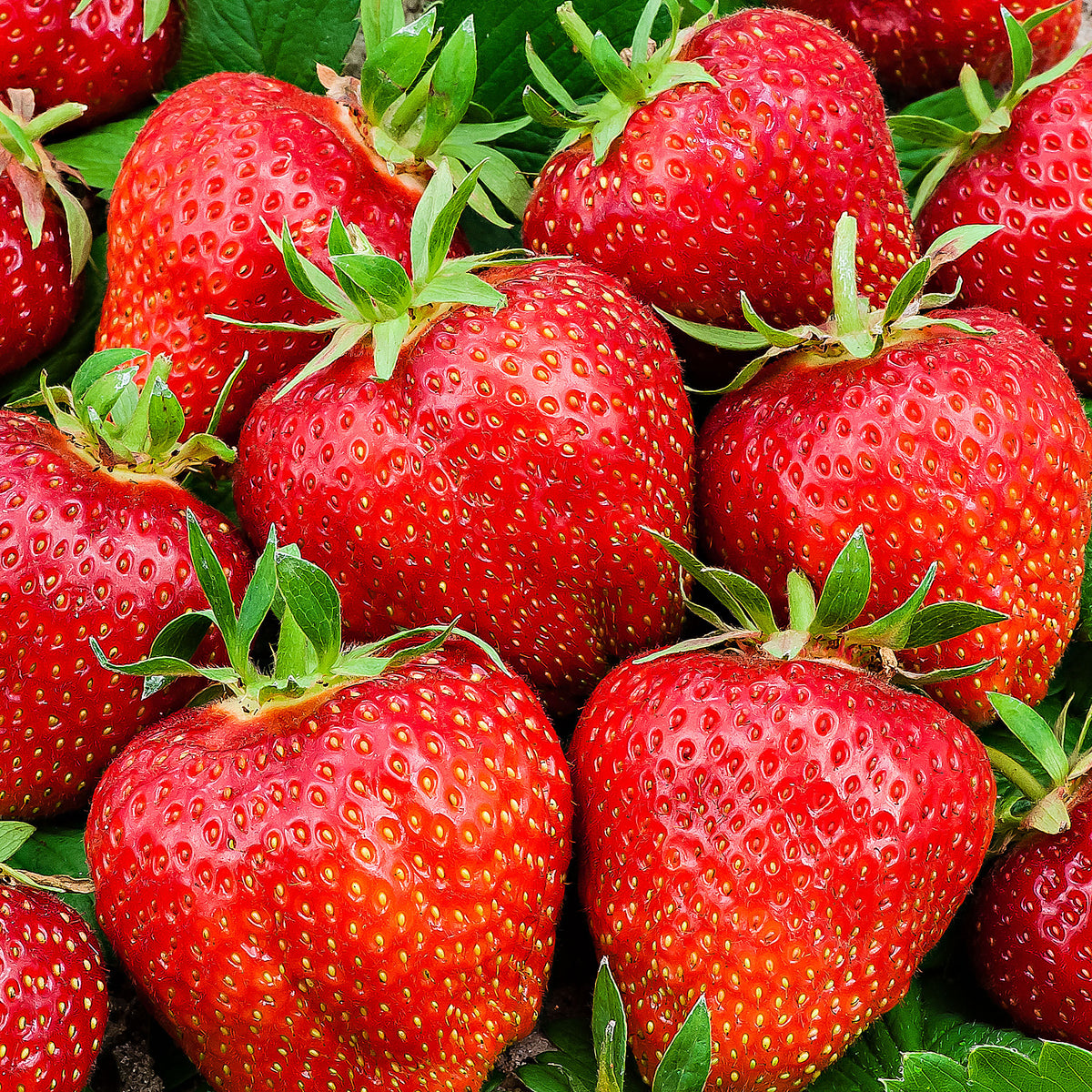 Strawberry Fragaria x ananassa 'Ostara' Red