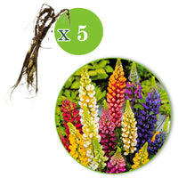 Dwarf lupins Lupinus - Mix 'Gallary'  - Bare rooted - Hardy plant
