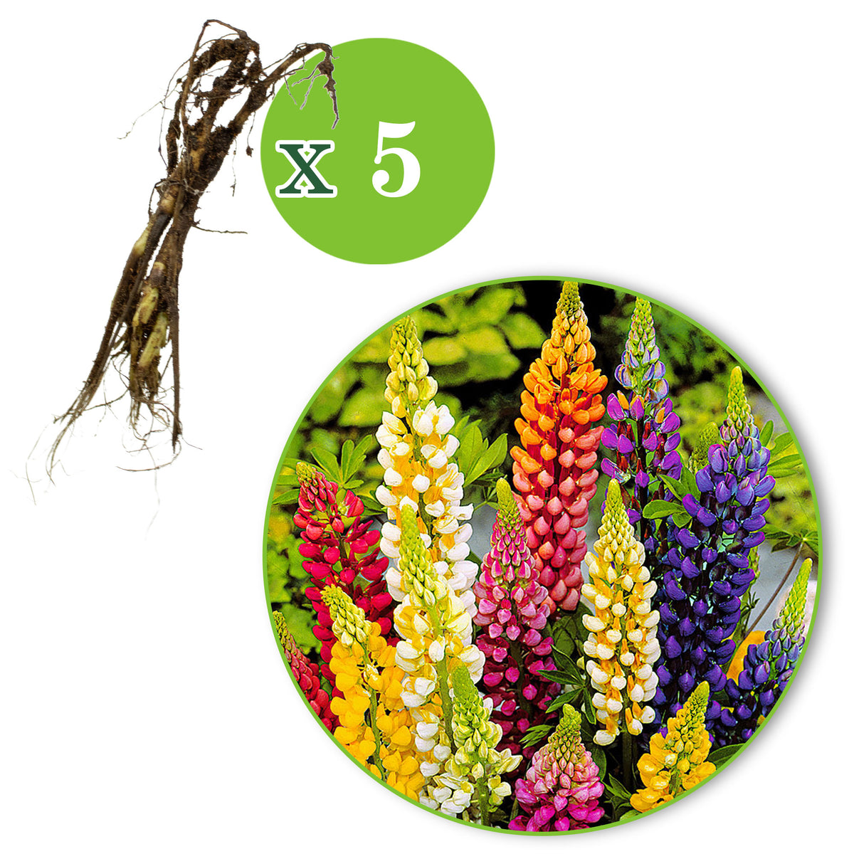 Dwarf lupins Lupinus - Mix 'Gallary' - Bare rooted - Hardy plant