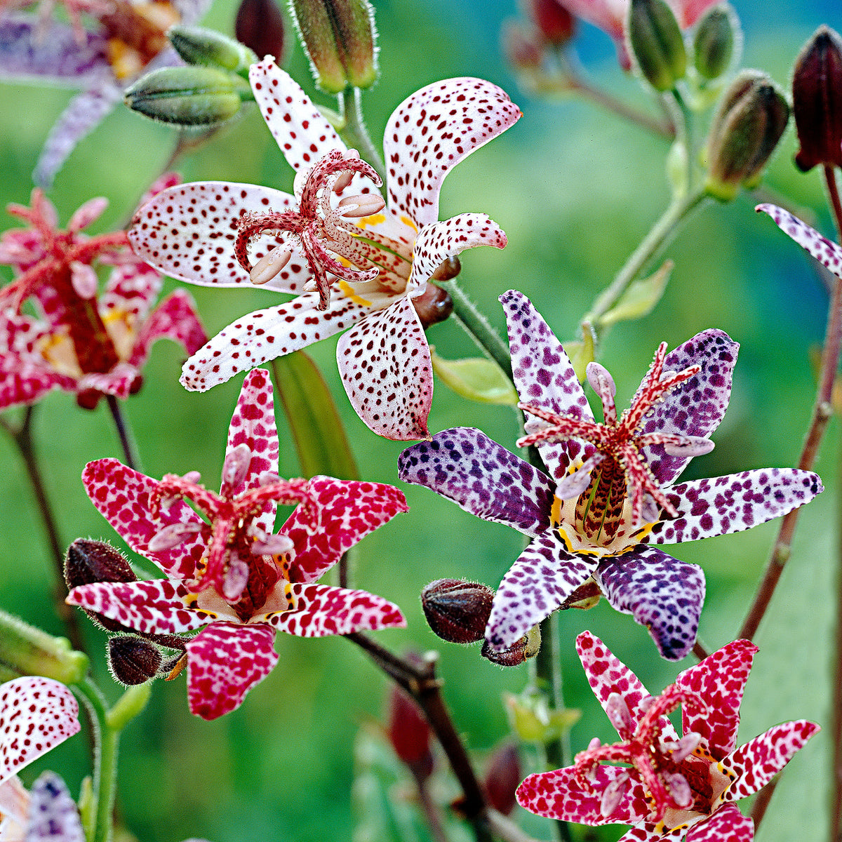 5x Toad lily Tricyrtis - Mix 'Mushrooms in the garden' - Bare rooted - Hardy plant