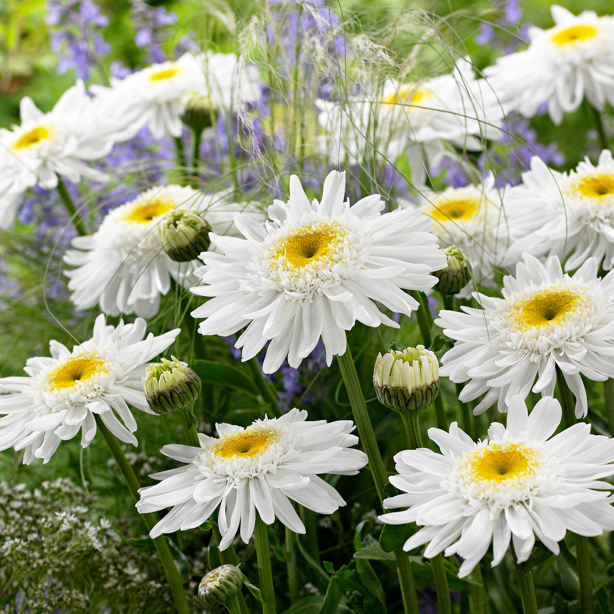 Shasta daisy Leucanthemum 'Wirral Supreme' white - Bare rooted - Hardy plant