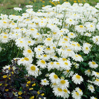 Shasta daisy  Leucanthemum 'Wirral Supreme' white  - Bare rooted - Hardy plant