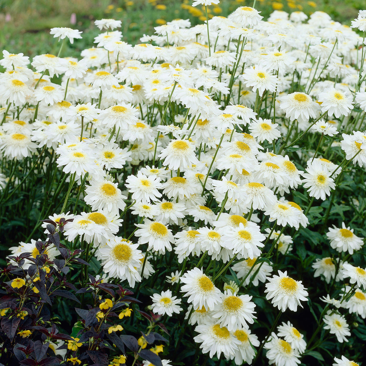 Shasta daisy Leucanthemum 'Wirral Supreme' white - Bare rooted - Hardy plant