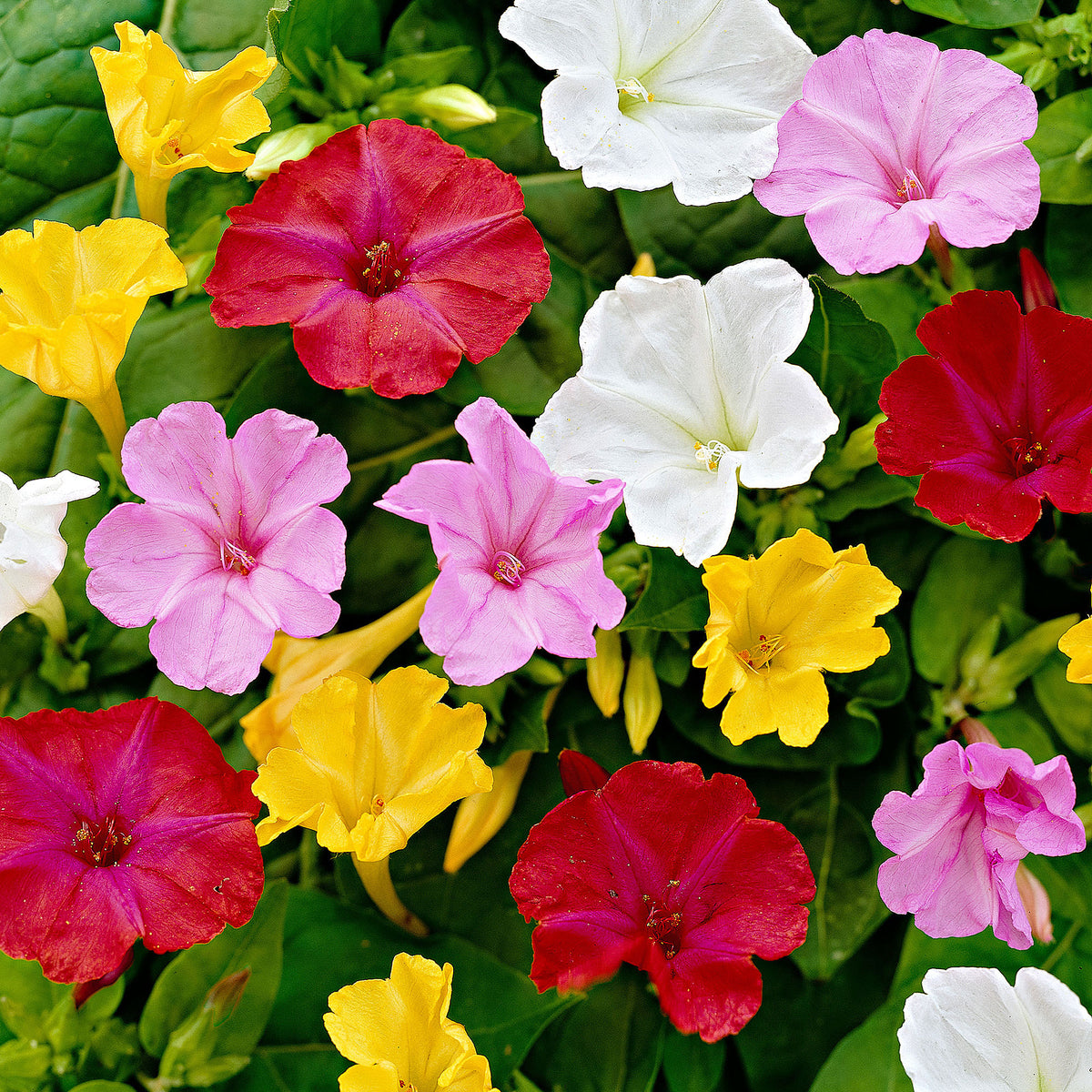 6x Marvel of Peru Mirabilis jalapa - Mix - Bare rooted