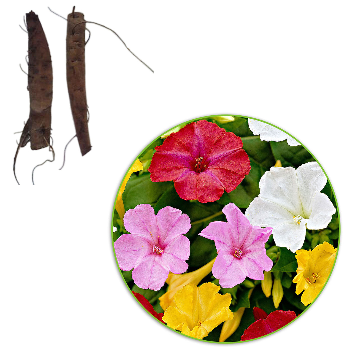 6x Marvel of Peru Mirabilis jalapa - Mix - Bare rooted