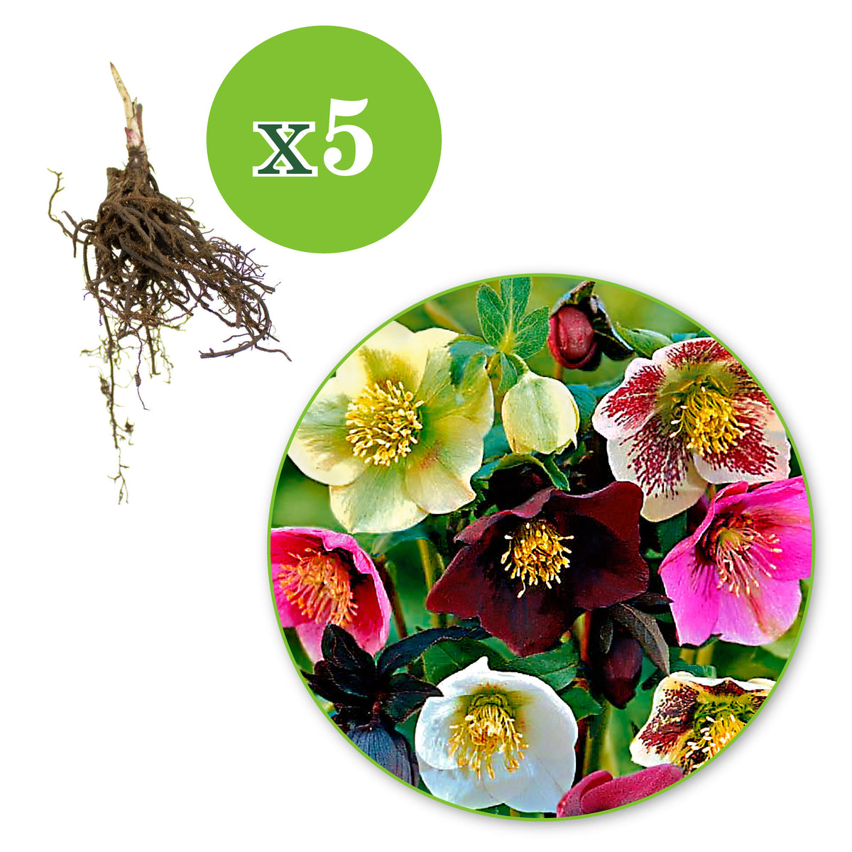 Christmas rose Helleborus - Bare rooted - Hardy plant