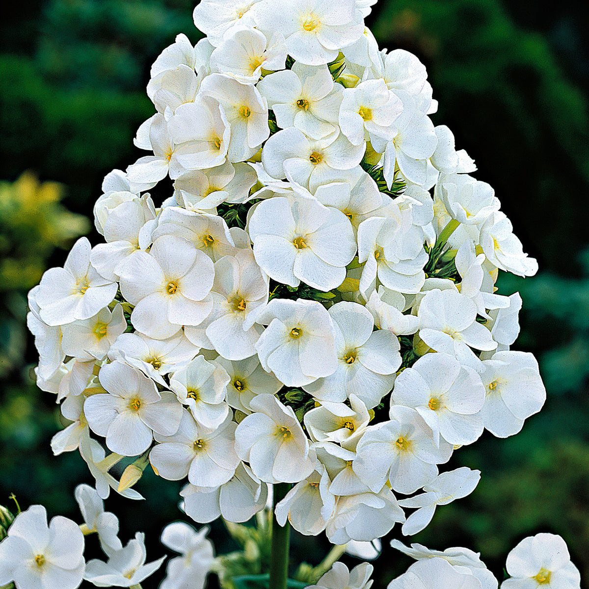 Phlox Phlox 'White Admiral' - Organic white - Hardy plant
