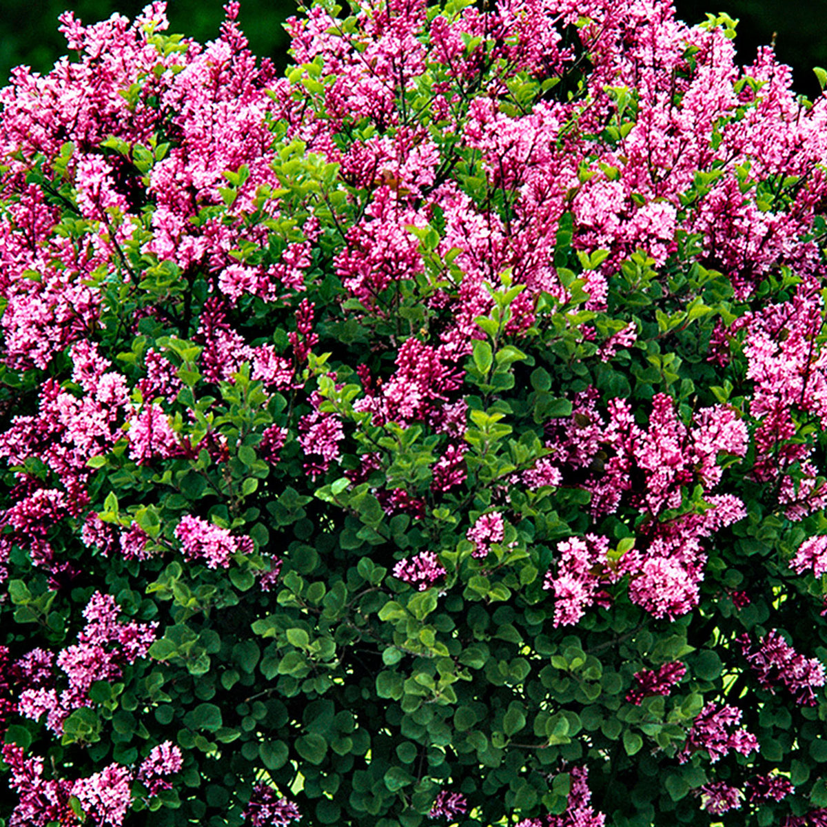 Dwarf lilac Syringa ‘Palibin’ Purple on stem - Hardy plant