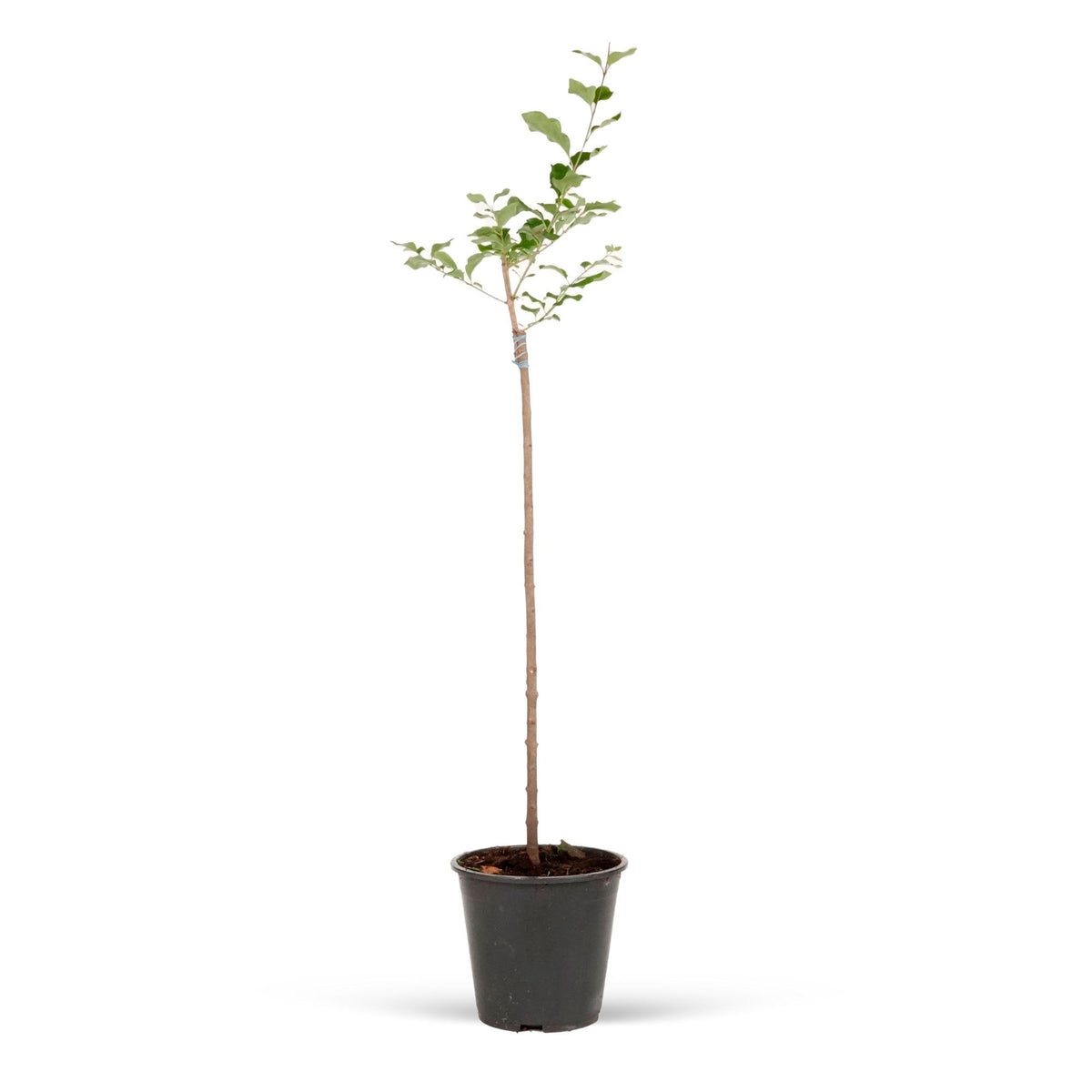 Dwarf lilac Syringa ‘Palibin’ Purple on stem - Hardy plant