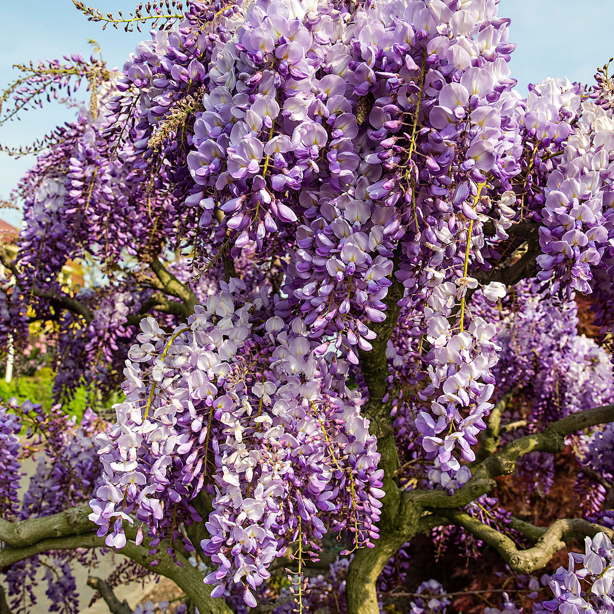 Chinese Wisteria 'Prolific' - Hardy plant