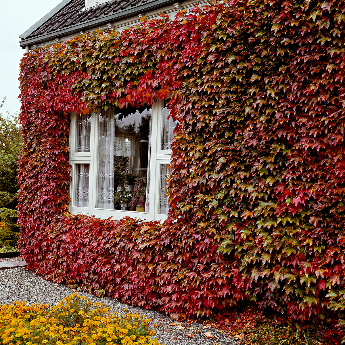 Virginia Creeper 'Veitch Boskoop' - Hardy plant Green-Red