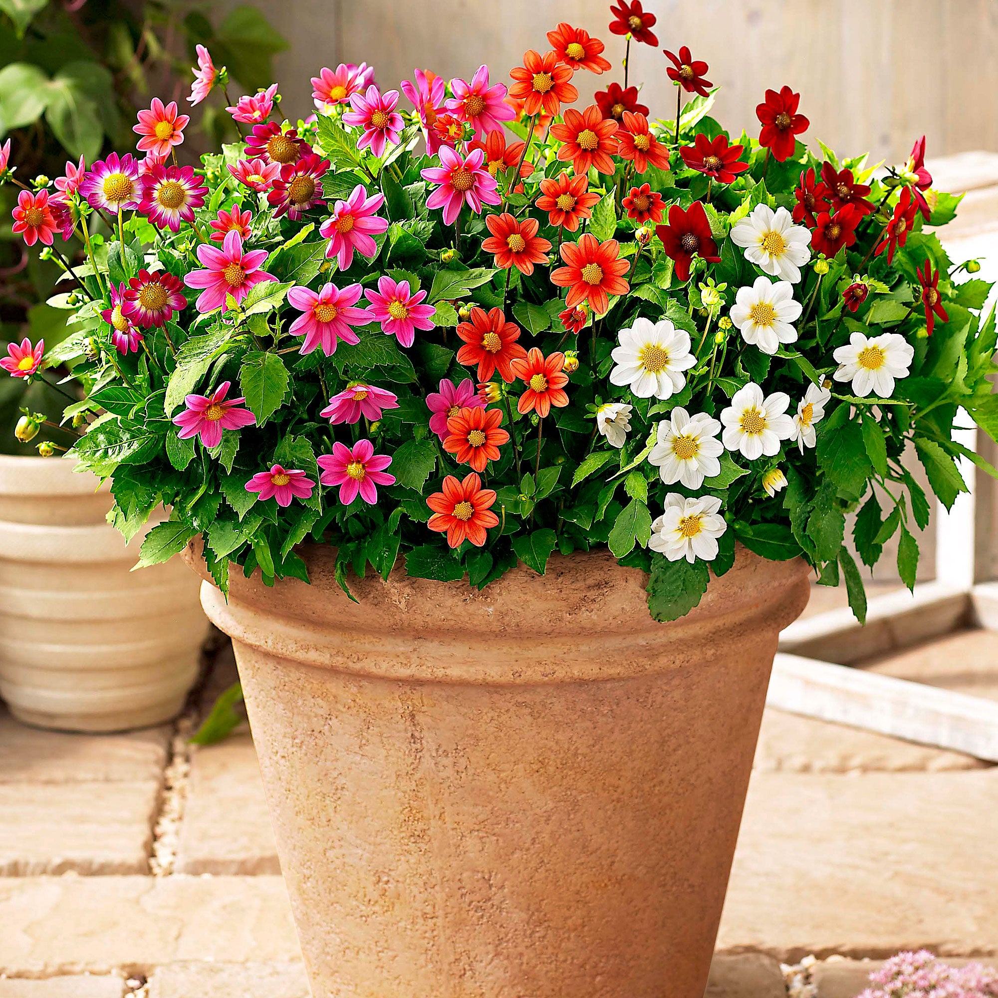 Buy Dahlia - Mix 'Topmix' | Bakker.com