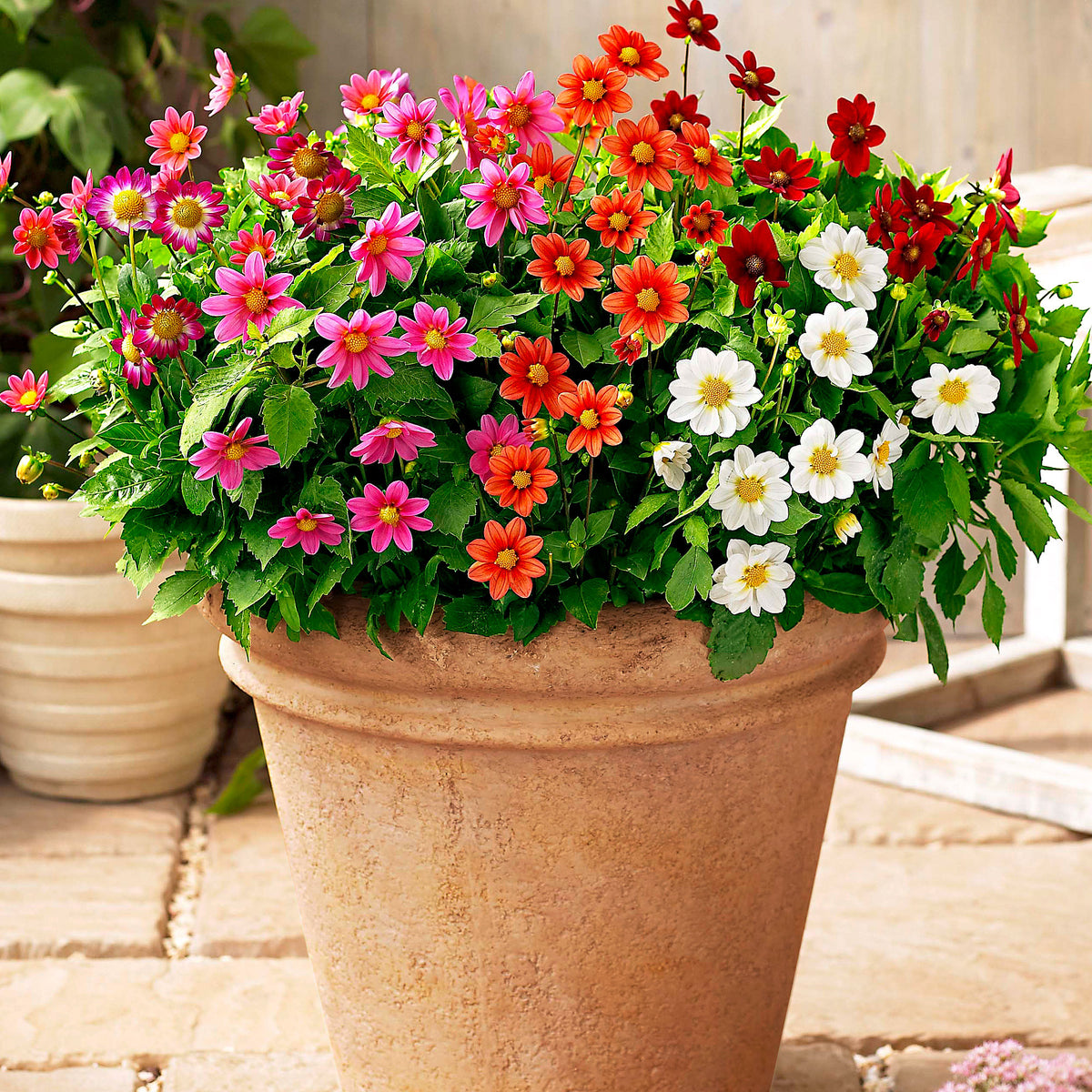 Dahlia - Mix 'Topmix'