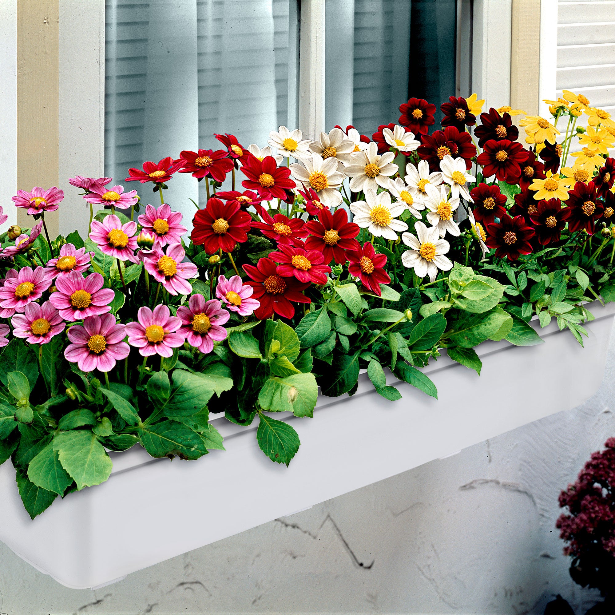 Buy Dahlia - Mix 'Topmix' | Bakker.com