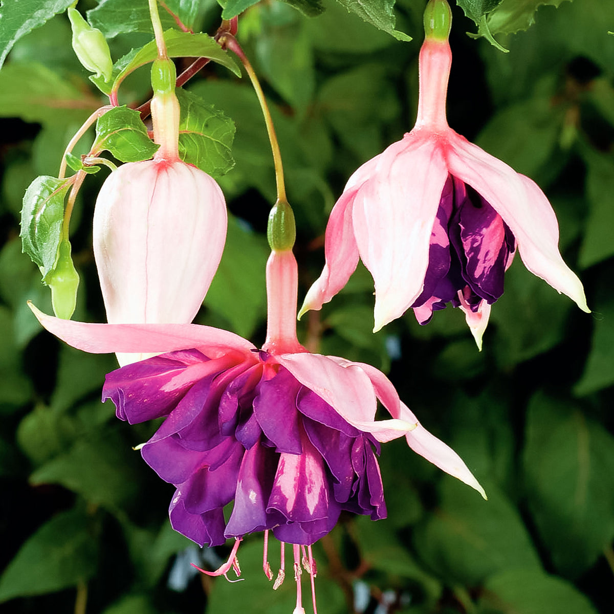 3x Double-flowered Fuchsia 'Royal Mosaic' pink-purple