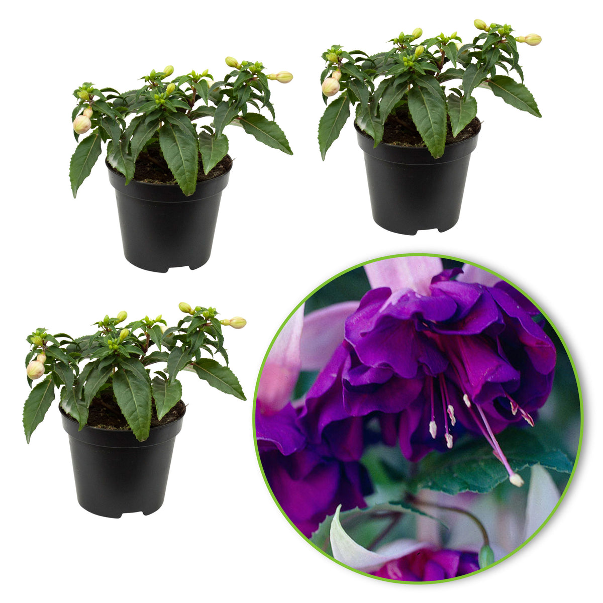 3x Double-flowered Fuchsia 'Royal Mosaic' pink-purple