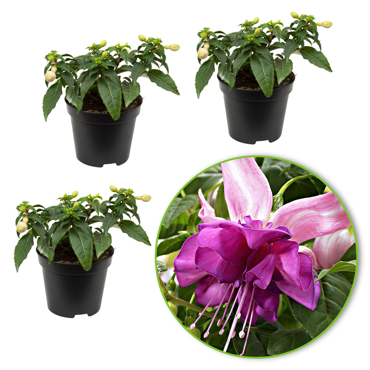 3x Double-flowered Fuchsia 'Bella Rosella' pink